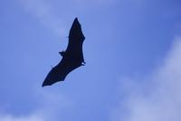 hepatitis-c-bats-rodents